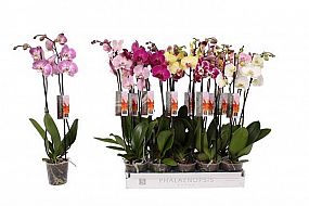 S/Phalaenopsis 50-80cm/6-10 orchidej