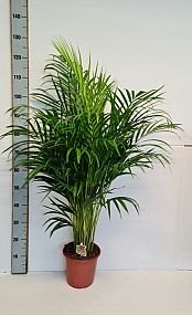 S/Dypsis lutescens 160cm/1