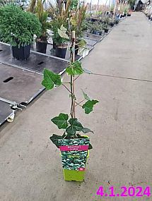 S/Hedera hibernica 40-60cm RP1,6L