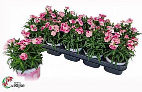 S/Dianthus Pink 20cm