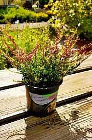 S/Calluna vulgaris Bonita v květníku o průměru 10,5cm