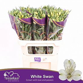 Rk/Alstromeria White Swan 75cm