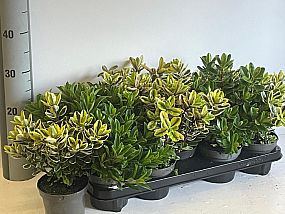 S/Hebe and variegata 20-24cm/9-12