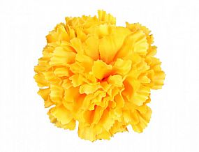 Karafiát Květ 9 cm žlutý