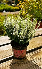 S/Calluna vulgaris Asli v květníku o průměru 10,5cm