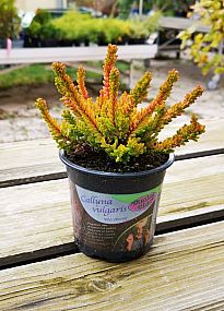 S/Calluna vulgaris Zorina v květníku o průměru 10,5cm