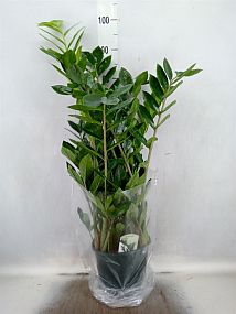 S/Zamioculcas zamiofolia 90cm/1