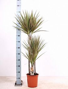 S/Dracena marginata 120cm/1