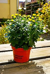 S/Achillea millefolium Skysail Yellow aneb řebříček obecný v květníku o objemu 1,4 l