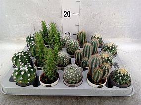 S/Cactus mix 10cm/pl20