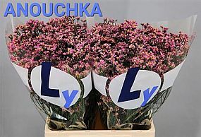 Rk/Limonium Sin Anouchka Dia 65cm/25