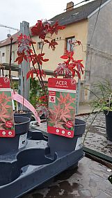 S/Acer palmatum Atropurpureum 20-30cm 10,5cm