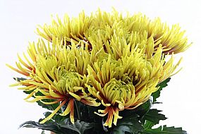 Rk/Chrysantema G Saffina 70cm