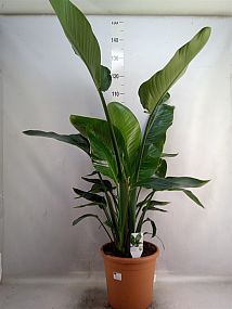 S/Strelitzia nicolai 130cm/1