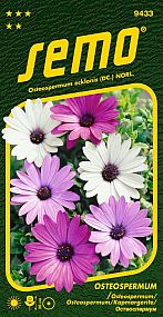 Osteospermum BALADE MIX směs barev, 20cm