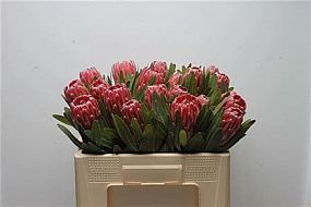 Rk/Protea Brenda 70cm