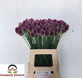 Rk/Allium Violet Beauty 80cm