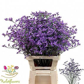 Rk/Limonium Sin Kansas Blue 70cm/25