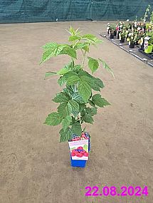 S/Rubus idaeus Polka aneb maliník remontantní vzpřímený červenoplodý o výšece 40-60cm v květníku o objemu 1,6 l