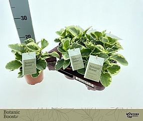 S/Peperomia Caperata Lilian 30cm/8