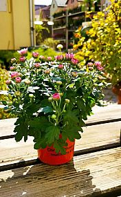 S/Chrysanthemum multiflora aneb listopadka zahradní v květníku o průměru 15cm