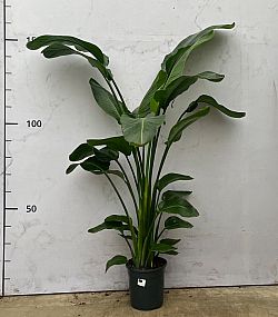 S/Strelitzia nicolai 110cm/1