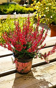 S/Calluna vulgaris Martina v květníku o průměru 10,5cm růžová